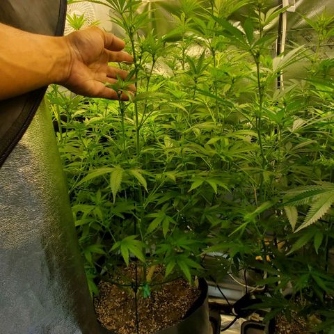 Bruce Banner Fast growlog timeline photo