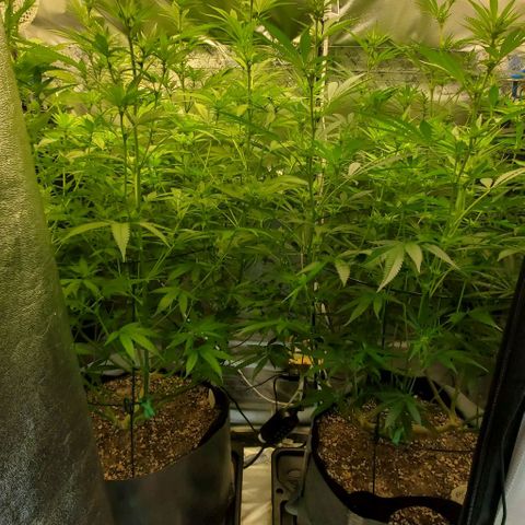 Bruce Banner Fast growlog timeline photo