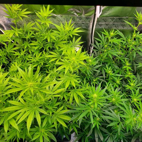 Bruce Banner Fast growlog timeline photo