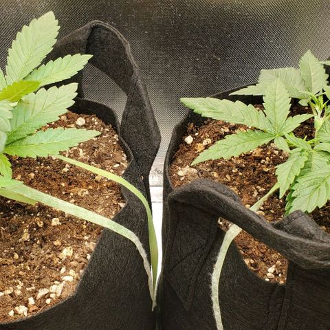 White Widow growlog timeline photo