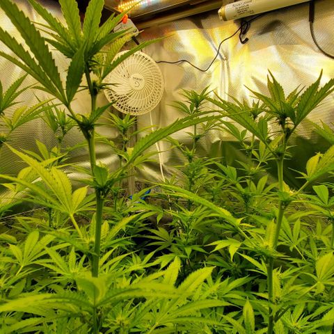 Bruce Banner Fast growlog timeline photo