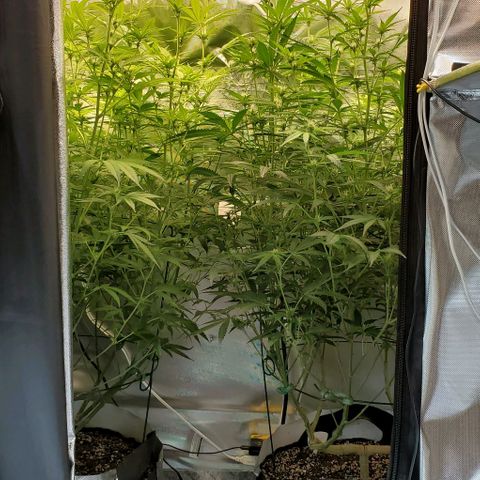 Bruce Banner Fast growlog timeline photo