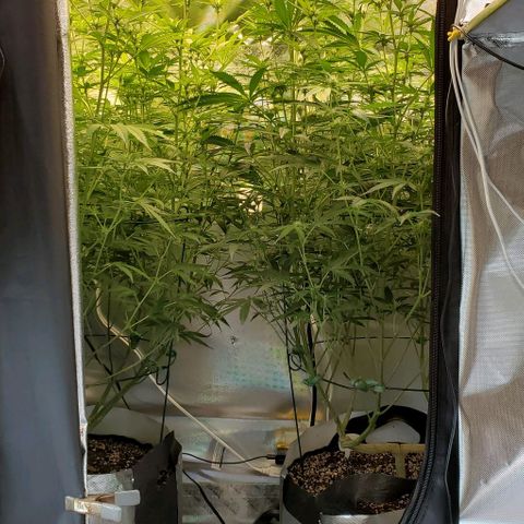 Bruce Banner Fast growlog timeline photo