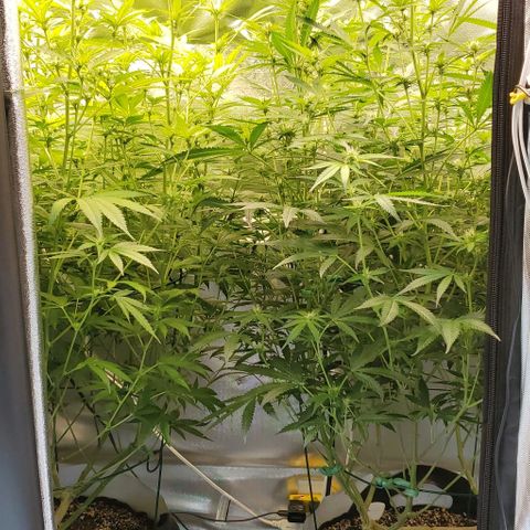 Bruce Banner Fast growlog timeline photo