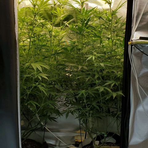Bruce Banner Fast growlog timeline photo