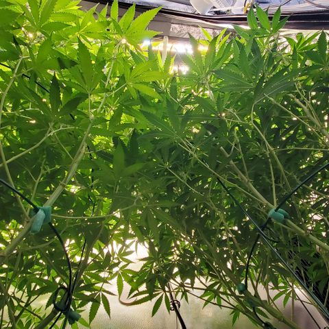 Bruce Banner Fast growlog photo: Pre/Post Defoliate 