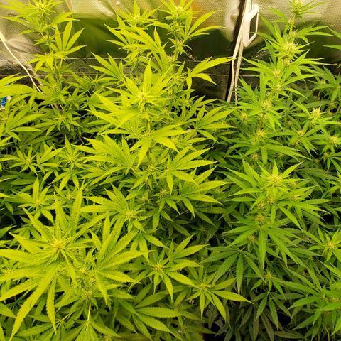 Bruce Banner Fast growlog photo: Pre/Post Defoliate 