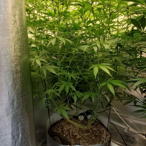 Bruce Banner Fast growlog photo: Pre/Post Defoliate 