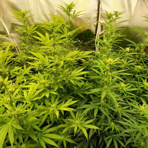 Bruce Banner Fast growlog photo: Pre/Post Defoliate 