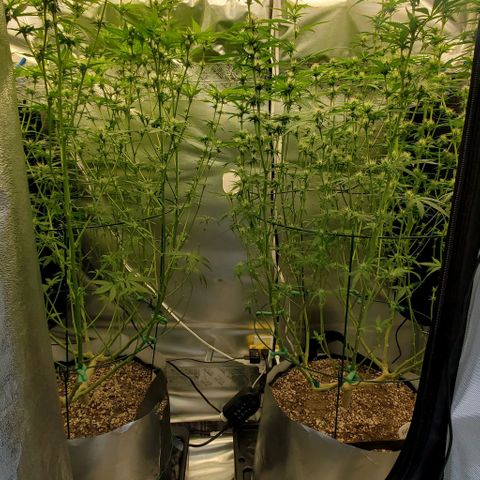 Bruce Banner Fast growlog photo: Pre/Post Defoliate 