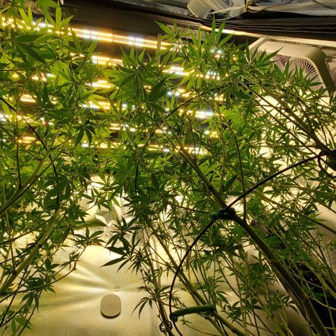 Bruce Banner Fast growlog photo: Pre/Post Defoliate 