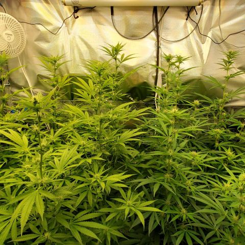 Bruce Banner Fast growlog photo: Pre/Post Defoliate 