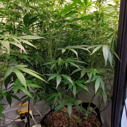 Bruce Banner Fast growlog photo: Pre/Post Defoliate 
