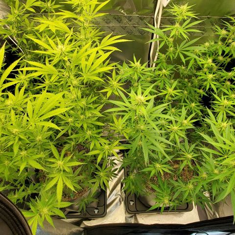 Bruce Banner Fast growlog photo: Pre/Post Defoliate 