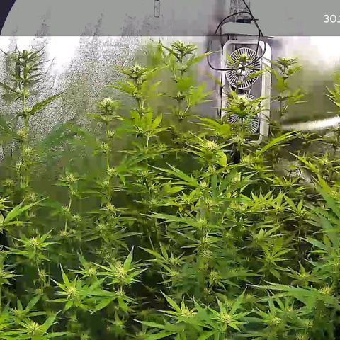 Bruce Banner Fast growlog timeline photo