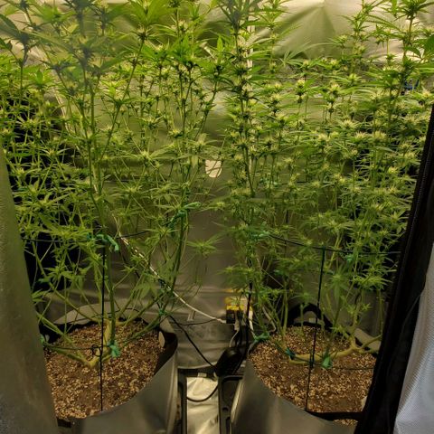 Bruce Banner Fast growlog timeline photo