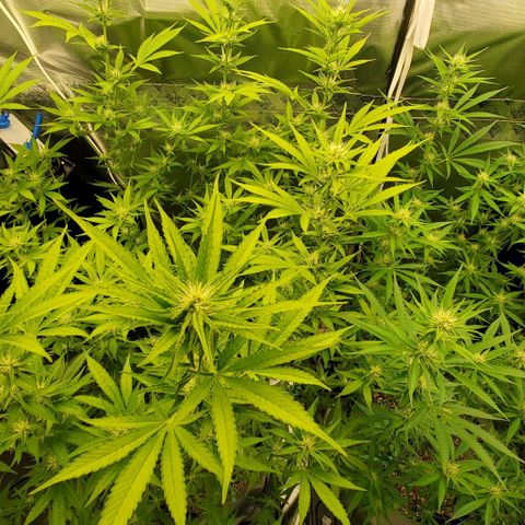 Bruce Banner Fast growlog timeline photo