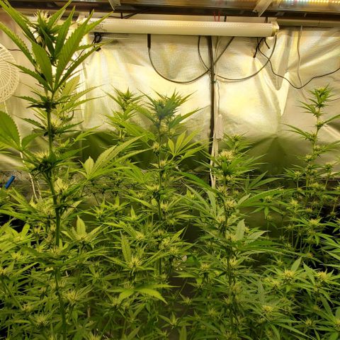 Bruce Banner Fast growlog timeline photo