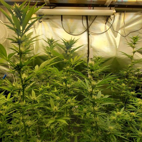 Bruce Banner Fast growlog timeline photo