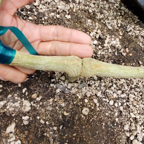 Bruce Banner Fast growlog timeline photo