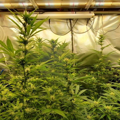 Bruce Banner Fast growlog timeline photo