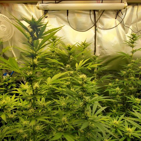 Bruce Banner Fast growlog timeline photo