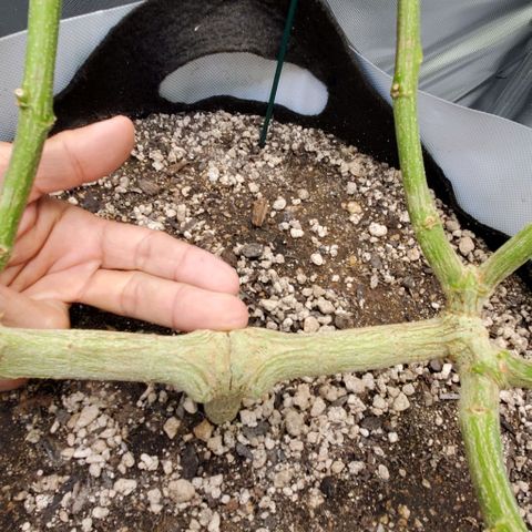 Bruce Banner Fast growlog timeline photo