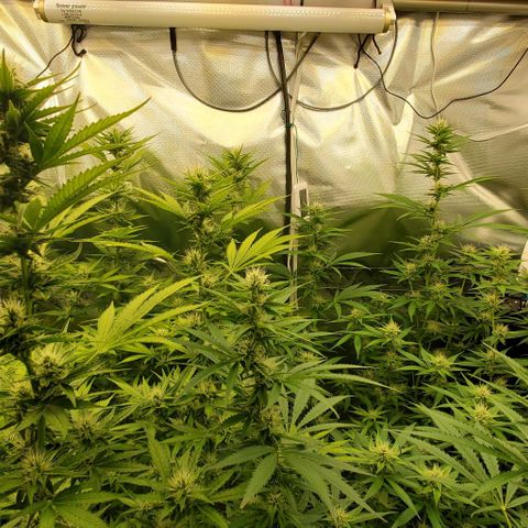 Bruce Banner Fast growlog timeline photo