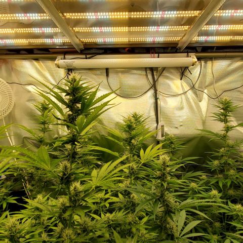 Bruce Banner Fast growlog timeline photo