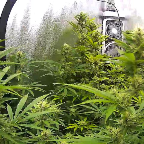 Bruce Banner Fast growlog timeline photo