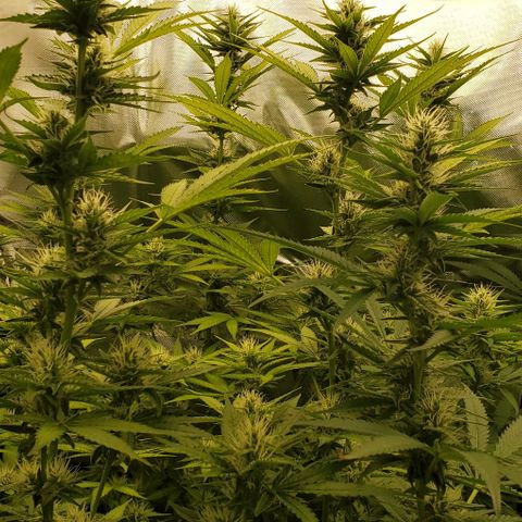 Bruce Banner Fast growlog timeline photo