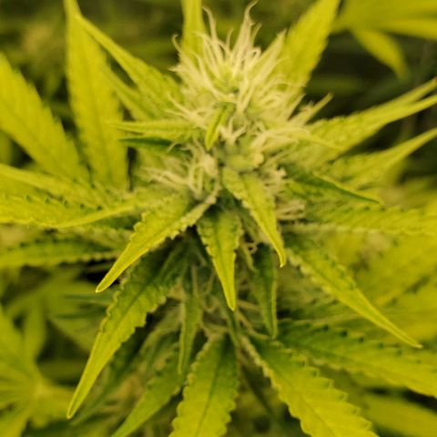 Bruce Banner Fast growlog timeline photo