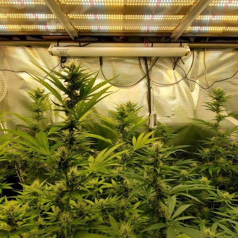 Bruce Banner Fast growlog timeline photo