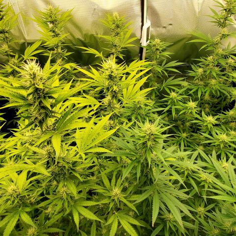 Bruce Banner Fast growlog timeline photo