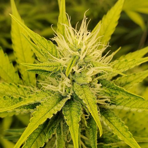 Bruce Banner Fast growlog timeline photo