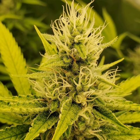 Bruce Banner Fast growlog timeline photo