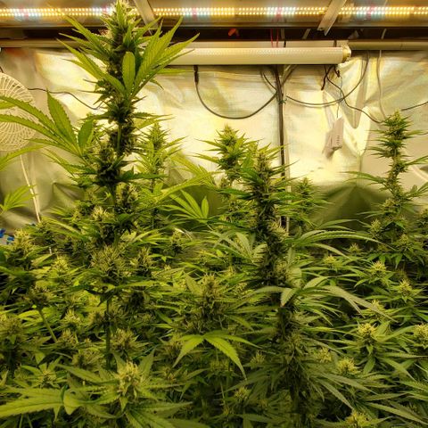 Bruce Banner Fast growlog timeline photo