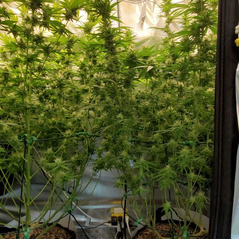 Bruce Banner Fast growlog timeline photo