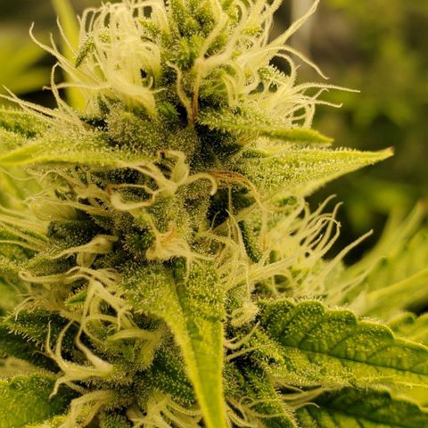 Bruce Banner Fast growlog timeline photo