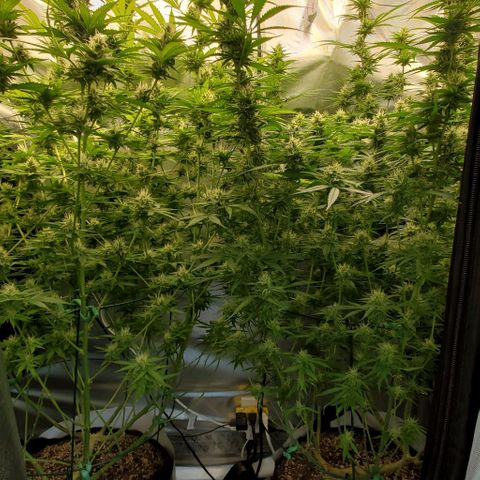 Bruce Banner Fast growlog timeline photo