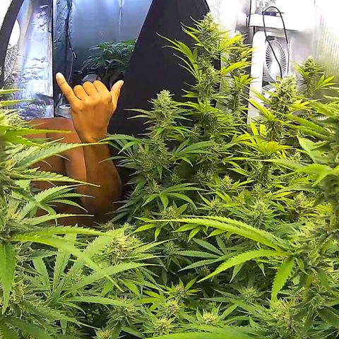 Bruce Banner Fast growlog timeline photo