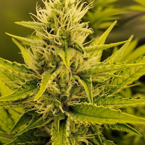 Bruce Banner Fast growlog timeline photo