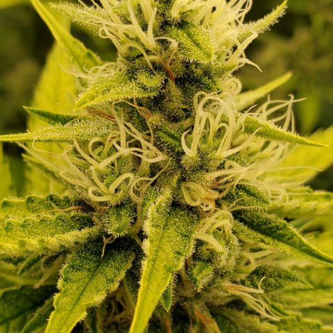 Bruce Banner Fast growlog timeline photo
