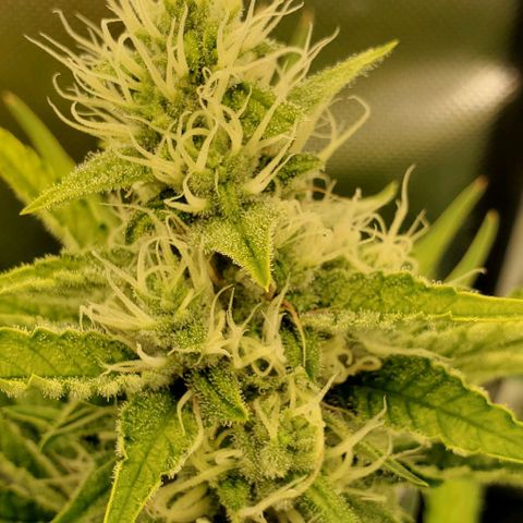 Bruce Banner Fast growlog timeline photo