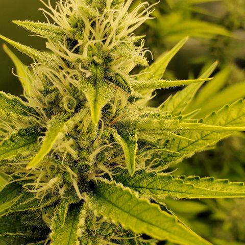 Bruce Banner Fast growlog timeline photo