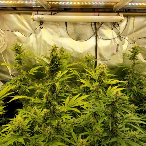 Bruce Banner Fast growlog timeline photo