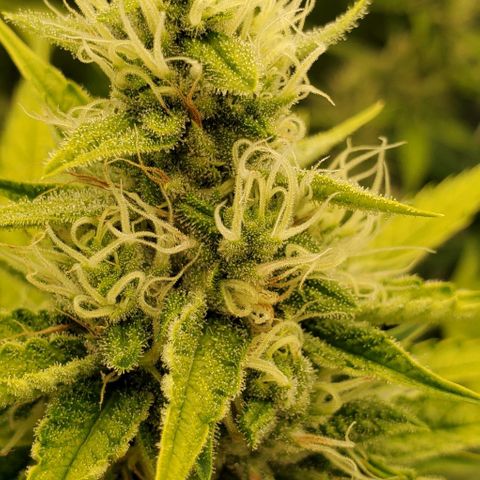 Bruce Banner Fast growlog timeline photo