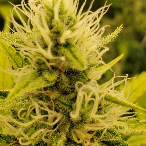 Bruce Banner Fast growlog timeline photo