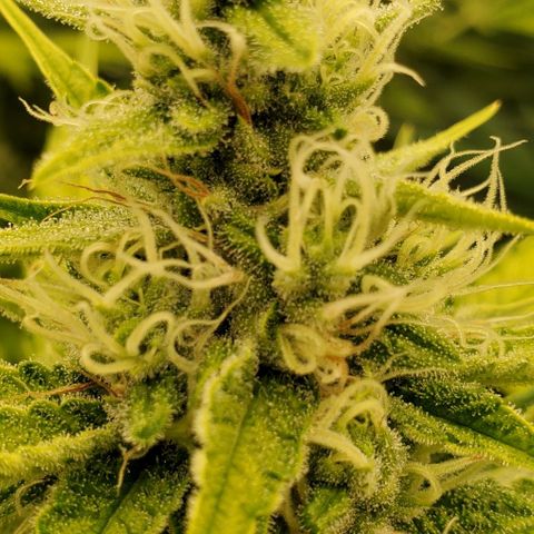 Bruce Banner Fast growlog timeline photo
