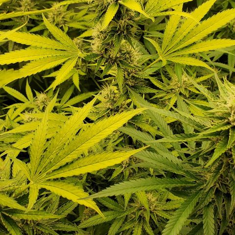 Bruce Banner Fast growlog timeline photo